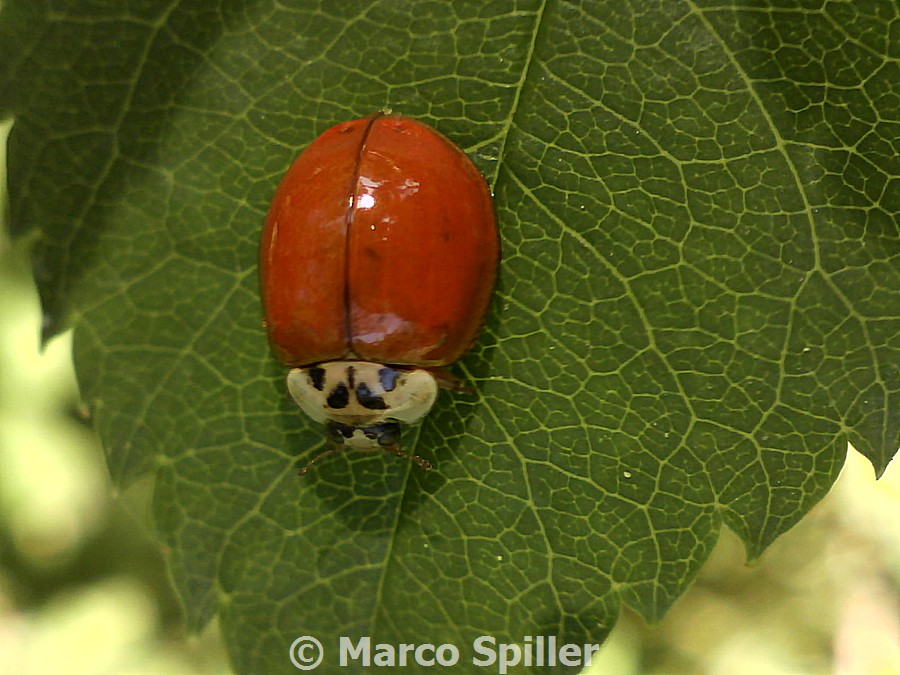 Adalia o Harmonia ? questo  il problema - Harmonia axyridis